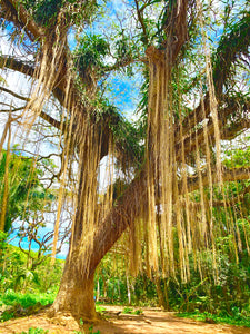 Banyan Trees of Hawaii 1000 Piece Jigsaw Puzzle